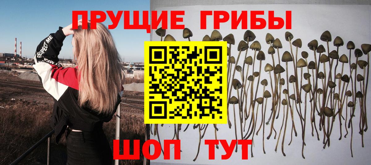 Галлюциногенные грибы GOLDEN TEACHER Ртищево
